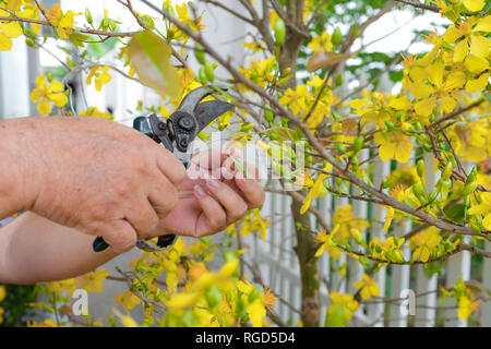 Männliche ältere Hände verzieren Chinesisches Neues Jahr / Neue Mondjahr mit blühenden Blume vor dem Haus. Stockfoto