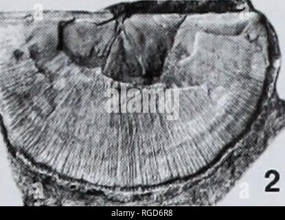 . Bulletin der natürlichen Histort Museum. Geologie Serie. . Bitte beachten Sie, dass diese Bilder sind von der gescannten Seite Bilder, die digital für die Lesbarkeit verbessert haben mögen - Färbung und Aussehen dieser Abbildungen können nicht perfekt dem Original ähneln. extrahiert. Natural History Museum (London). Andover: Abfangen Stockfoto