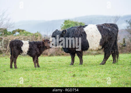 Galloway Stockfoto