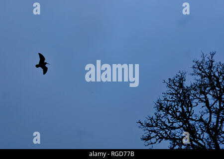 Woodcock Windungen Stockfoto