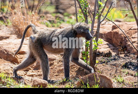 Ein männlicher Chacma baboon Wandern im südlichen afrikanischen Savanne Stockfoto