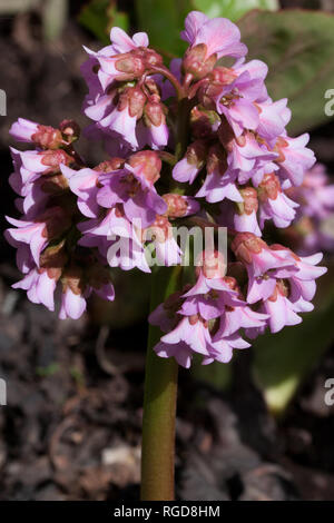 Schöne bergenia wächst in einem Frühling Garten. Bergenia cordifolia purpurea. Erwachen der Natur. Stockfoto