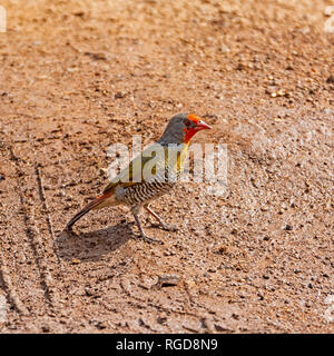 Ein Green-winged Pytilia thront auf einem Track im südlichen afrikanischen Savanne Stockfoto