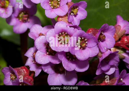 Lila Blüten der bergenia wachsen in einem Frühling Garten. Close Up. Bergenia cordifolia purpurea. Erwachen der Natur. Stockfoto