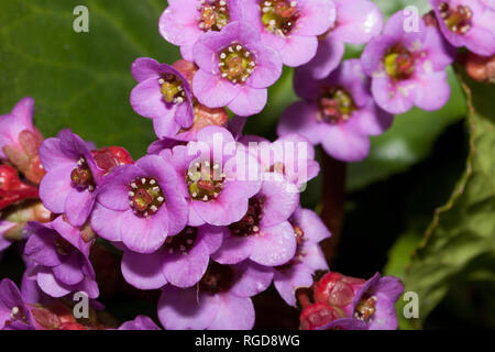 Schönen violetten Blüten der bergenia wachsen in einem Frühling Garten. Close Up. Bergenia cordifolia purpurea. Erwachen der Natur. Stockfoto