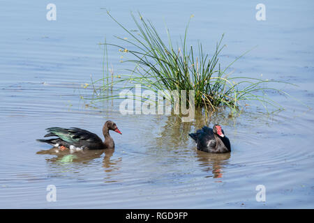 Ein Sporn - gefiedertes Gevögel in einem Fluss im südlichen Afrika Stockfoto