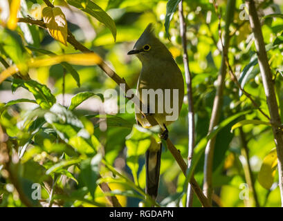 Eine Long-tailed seidig-Fliegenfänger (Ptiliogonys caudatus) auf einem Ast sitzend. Costa Rica, Mittelamerika. Stockfoto
