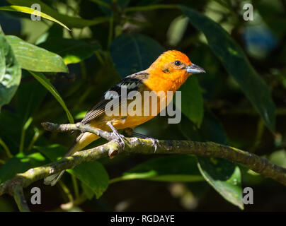 Ein männlicher Flamme - farbige Tanager (Piranga bidentata) auf einem Ast sitzend. Costa Rica, Mittelamerika. Stockfoto