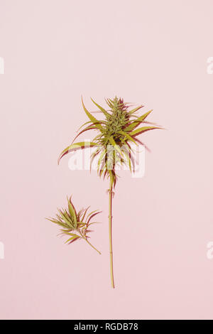 Cannabis leaf auf rosa Hintergrund, kopieren Raum Stockfoto