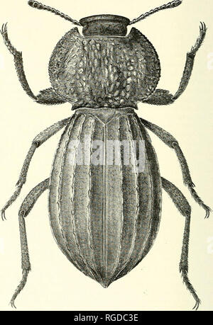 . Bulletin des südlichen Kalifornien Akademie der Wissenschaften. Wissenschaft; Naturgeschichte; Natural History. Bulletin, so. Calif. Akademie der Wissenschaften Bd. 60, Teil 1, 1961. Platte 11 Trogloderus mayhezvi costatus Papp, neue Unterarten. (Zeichnung durch den Autor) 34. Bitte beachten Sie, dass diese Bilder sind von der gescannten Seite Bilder, die digital für die Lesbarkeit verbessert haben mögen - Färbung und Aussehen dieser Abbildungen können nicht perfekt dem Original ähneln. extrahiert. Südkalifornien Akademie der Wissenschaften. Los Angeles, Calif.: Die Akademie Stockfoto