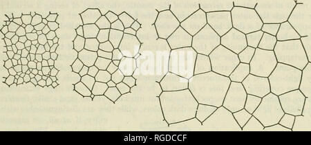 . Bulletin der United States Fish Kommission. Fischerei -- United States; Fisch - Kultur - Vereinigte Staaten. Süßwasser-Muscheln. 131 Laminae muss aber eine andere Bedeutung haben. Meinen Sie wahrscheinlich nichts mehr als leichte und häufigen aber unregelmäßige Richtigstellungen der Marge der Mantel während des Prozesses der shell Formation, die sich im feinen Falten auf der Oberfläche der Schale registriert haben, wie es gebaut wird. Mehr auffällige Ringe, die einige Shells mark warten noch auf unsere Aufmerksamkeit. Abb. 3.- Abschnitte Uirough prismatisch Schicht von Quadrula ebenuj. Die Abschnitte wurden in verschiedenen le gemacht Stockfoto