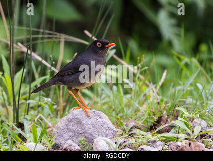 Ein SLATY-backed Nightingale-Thrush (Catharus fuscater) steht auf einem Felsen. Costa Rica. Stockfoto