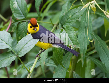 Eine Collared Redstart (Myioborus torquatus) auf einem Ast sitzend. Costa Rica. Stockfoto