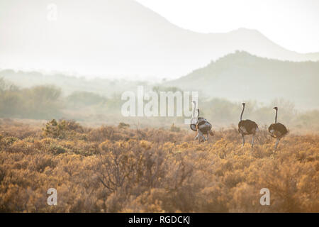 Südafrika, Rooiberg, Stockfoto