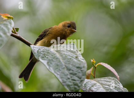 Eine getuftete Schopftyrann (Mitrephanes phaeocercus) auf einem Ast sitzend. Costa Rica, Mittelamerika. Stockfoto