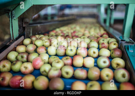 Äpfel in der Fabrik auf Förderband Stockfoto