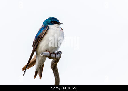 42,897.03884 ausgewachsenen Baumes schlucken (Tachycineta bicolor, Hirundinidae) Zucht im Gefieder, Vögel sitzen auf toten Ast gegen den hellen Himmel (Ausschnitt) Stockfoto