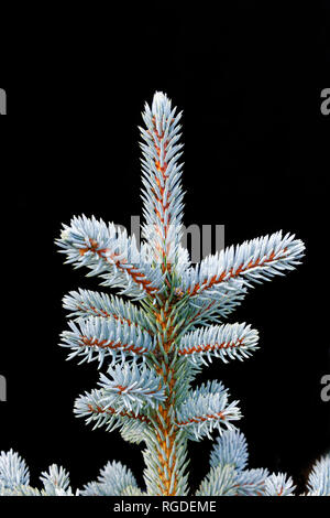 43,467.03836 Frosty, leicht mattiert, grüne Nadeln und Zweige auf Winter Baum (Picea Arten Fichte, Pinaceae), schwarzer Hintergrund, Vertikal Stockfoto