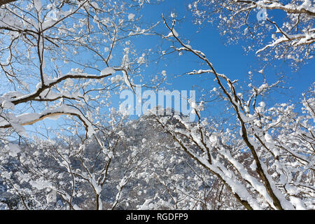 Verschneite Bäume in Naejangsan Nationalpark, Südkorea. Stockfoto