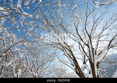 Verschneite Bäume in Naejangsan Nationalpark, Südkorea. Stockfoto