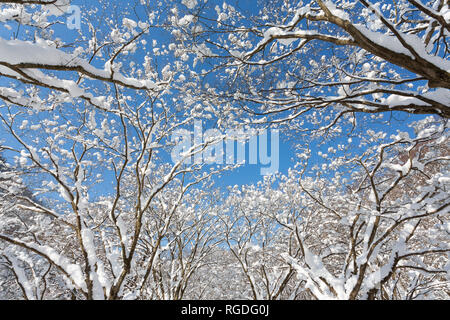 Verschneite Bäume in Naejangsan Nationalpark, Südkorea. Stockfoto