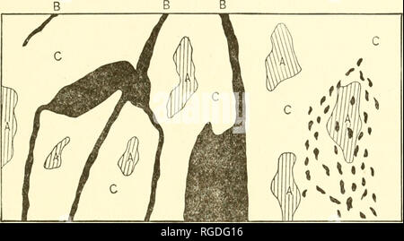 . Bulletin der wissenschaftlichen Labors der Denison University. Art.IX.] Watson, Mangan Ore-Deposits von Georgia. 167 ing Proportionen. Mit Ausnahme der Mineral wad, das Erz ist in der Regel ganz oder teilweise kristallinen, einer dunklen Stahl-blau, und die noduläre Typ, herrscht fast immer zeigt die vollständige oder teilweise überlagert oder konzentrische Struktur von restriktiver Massen. Abb. 7.. Abschnitt in einem tiie Öffnungen am Lake Mine, in der Nähe von Cartersville, Georgia, das Auftreten von Siiowing Manganese-Ore in den Fi Tone. (Modihed von Penrose.) EIN, Fragmente und ma Stockfoto