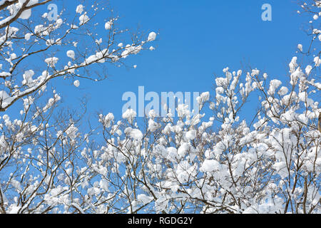 Verschneite Bäume in Naejangsan Nationalpark, Südkorea. Stockfoto