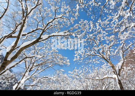 Verschneite Bäume in Naejangsan Nationalpark, Südkorea. Stockfoto