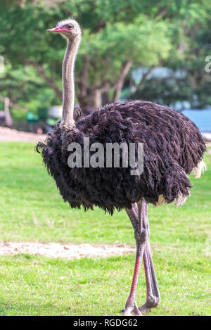 Der Afrikanische Strauß oder Red-necked Strauß (Struthio camelus camelus) Stockfoto