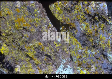 Chiricahua National Monument ist eine Einheit des National Park System in der Chiricahua Berge von der südöstlichen Arizona. Stockfoto