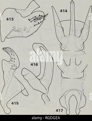 . Bulletin des Natural History Museum Entomologie. 86 Y. ZHANG UND M.D. WEBB. Feigen 413-417 Männliche Genitalien Drabescus nervosopunctatus. 413, pygophore und zehnten Segment, links laterale Ansicht; 414, aedeagus und der Spitze des Bindegewebes, der hinteren Ansicht; 415, links Stil, ventrale Ansicht; 416, aedeagus, links laterale Ansicht; 417 con-nective und Basis des aedeagus, ventralen anzeigen.. Bitte beachten Sie, dass diese Bilder sind von der gescannten Seite Bilder, die digital für die Lesbarkeit verbessert haben mögen - Färbung und Aussehen dieser Abbildungen können nicht perfekt dem Original ähneln. extrahiert. Natürliche Histo Stockfoto