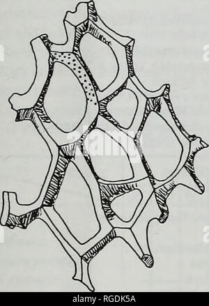 . Bulletin der natürlichen Histort Museum. Geologie Serie. Untere KARBON BRYOZOA /, * m-â¢ m Abb. 101 Goniocladia cellulifera (Etheridge, 1873 b). Zeichnung der externen Funktionen von BMNH PD 9704; Skala bar = 1 mm.. Abb. 102 Goniocladia cellulifera (Etheridge, 1873 b). Zeichnung von protion eines reticulate Kolonie von BELUM K 2164; Skala bar = 1 mm. Geprüft 19 x 12 mm gemessen. Zweige sind bifoliate, seitlich iFlattened, gerade, und eine konstante Breite entlang ihrer Länge jxcept vor der Division, wenn eine kleine Erhöhung der Breite Auftritt erhalten. Zweige teilen, die in einem Winkel von 30° auf 70°, bei s Stockfoto