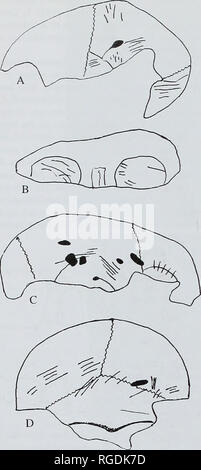 . Bulletin der natürlichen Histort Museum. Geologie Serie. 78 S. ANDREWS UND Y FERNANDEZ - JALVO. Abb. 24 Vier Ansichten des menschlichen calvaria. A, seitliche Ansicht des Kindes Schädel M 54141,- DM und einer Percussion Mark verursacht umfangreiche Rissbildung an den Schädel. B, frontale Ansicht Schnitt --Markierungen im Umlaufbahnen. C, laterale Ansicht des Schädels 460 a, zeigen percusssion Markierungen auf cut überlagerte Markierungen entlang der zeitlichen Muskel einfügen. D, Rückansicht des gleichen Schädel zeigt umfangreiche Cut-Markierungen im gebrochenen okzipitalen Region.. Bitte beachten Sie, dass diese Bilder aus gescannten Seite Bilder, die extrahiert werden Stockfoto