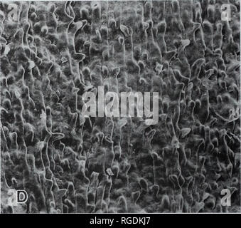 . Bulletin der natürlichen Histort Museum. Geologie Serie. H' ich.. Bitte beachten Sie, dass diese Bilder sind von der gescannten Seite Bilder, die digital für die Lesbarkeit verbessert haben mögen - Färbung und Aussehen dieser Abbildungen können nicht perfekt dem Original ähneln. extrahiert. Natural History Museum (London). Andover: Abfangen Stockfoto