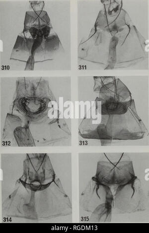 . Bulletin des Natural History Museum Entomologie. Neotropischer MOTTEN DER GATTUNGEN NEMORIA. Und LISSOCHLORA CHAVARRIELLA 153. Feigen 310-315 weiblichen Genitalien von Nemoria Arten. 310, N. agenoria. 311, N. astraea. 312, N. callirrhoe. 313, N.Carolinae. 314, N. defectiva. 315, N. dentilinea dentilinea (Guyana). Costa Rica Beispiele, sofern nicht anders angegeben. Bitte beachten Sie, dass diese Bilder sind von der gescannten Seite Bilder, die digital für die Lesbarkeit verbessert haben mögen - Färbung und Aussehen dieser Abbildungen können nicht perfekt dem Original ähneln. extrahiert. Natural History Museum Stockfoto