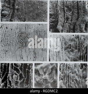 . Bulletin der natürlichen Histort Museum. Geologie Serie. Mm Mm vrkUMi) B. Bitte beachten Sie, dass diese Bilder sind von der gescannten Seite Bilder, die digital für die Lesbarkeit verbessert haben mögen - Färbung und Aussehen dieser Abbildungen können nicht perfekt dem Original ähneln. extrahiert. Natural History Museum (London). Andover: Abfangen Stockfoto