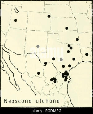 . Bulletin des Museums für Vergleichende Zoologie an der Harvard College. Zoologie. Karte 4. Verteilung der Neoscono oder/zobens/s F. S.-Cam-bridge. National Forest, Grant Parish, Louisiana, das Amerikanische Museum der Naturgeschichte, ex-amined. Neue SYNONYMIE. Frau. Gesamtlänge, 8.8-10.4 mm; Panzers 3.2-5,8 mm lang, 3,0-4,2 mm breit. Eine Frau aus Texas, 9,0 mm Gesamtlänge. Panzers 3,6 mm lang, 3,3 mm breit. Erste Femur, 5.0 mm, patella und Tibia, 6,1 mm; 5,5 mm; Mittelfuß, Tarsus, 1,4 mm. Zweite Patella und Tibia, 5,8 mm; 3,2 mm; dritte, vierte, 4,9 mm. Männlich. Gesamtlänge 6.2-8.0 mm; Panzers 3.6-4 Stockfoto