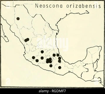 . Bulletin des Museums für Vergleichende Zoologie an der Harvard College. Zoologie. 486 Bulletin Museum für Vergleichende Zoologie, Vol. 141, Nr. 8. Karte 4. Verteilung der Neoscono oder/zobens/s F. S.-Cam-bridge. National Forest, Grant Parish, Louisiana, das Amerikanische Museum der Naturgeschichte, ex-amined. Neue SYNONYMIE. Frau. Gesamtlänge, 8.8-10.4 mm; Panzers 3.2-5,8 mm lang, 3,0-4,2 mm breit. Eine Frau aus Texas, 9,0 mm Gesamtlänge. Panzers 3,6 mm lang, 3,3 mm breit. Erste Femur, 5.0 mm, patella und Tibia, 6,1 mm; 5,5 mm; Mittelfuß, Tarsus, 1,4 mm. Zweite Patella und Tibia, 5,8 mm; drittens, 3,2 mm; Stockfoto