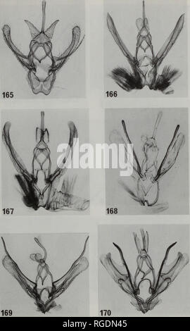 . Bulletin des Natural History Museum Entomologie. Neotropischer MOTTEN DER GATTUNGEN NEMOR 1 A, LISSOCHLORA und CHAVARR 1 ELLA 133. Feigen 165-170 männlichen Genitalien von Nemoria Arten. 165, N. strigaria (typische Form). 166, N. franciscae. 167, N. gladysae. 168, N. cosmeta (Mexiko). 169, N. karlae. 170, N. lorenae (Guatemala). Costa Rica Beispiele, sofern nicht anders angegeben. Bitte beachten Sie, dass diese Bilder sind von der gescannten Seite Bilder, die digital für die Lesbarkeit verbessert haben mögen - Färbung und Aussehen dieser Abbildungen können nicht perfekt dem Original ähneln. extrahiert. Natürliche Histo Stockfoto