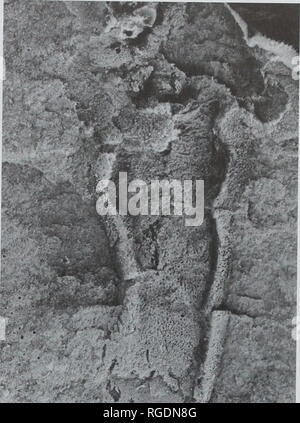 . Bulletin der natürlichen Histort Museum. Geologie Serie. Â^'^M,. Bitte beachten Sie, dass diese Bilder sind von der gescannten Seite Bilder, die digital für die Lesbarkeit verbessert haben mögen - Färbung und Aussehen dieser Abbildungen können nicht perfekt dem Original ähneln. extrahiert. Natural History Museum (London). Andover: Abfangen Stockfoto