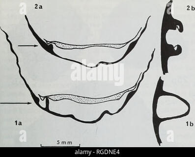 . Bulletin der natürlichen Histort Museum. Geologie Serie. PROTORICHTHOFENIOID BRACHIOPOD von Ural 57. Abb. 21 Rekonstruktion der apikalen Bereich der Zalvera in Median longi - tudinal Abschnitt (La), zwischen dem subparallel Rippen und einer apikalen Ansicht des ventralen Ventil am Pfeil (lb). 2a die Schnitte eine Der subparallel Bergrücken, in der die artikulatorische Nut befindet (2b). Ventrale Ventil schwarz; dorsale Ventil gepunktet. (BD 9671) (Abb. 10). Auch die Arten scheinen vergleichbarer Größe und beide haben ähnliche konzentrischen Ornamentik zu sein. Dr Lazarev hat die Tschernysch geprüft Stockfoto