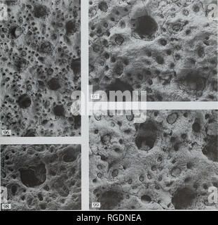 . Bulletin der natürlichen Histort Museum. Geologie Serie. Bryozoen von Chatham Island 37 Bars), aber der Ausdruck der peristomial Öffnungen, areolar Poren und der Bereich der avicularian Größen von K. grandis Canu & Amp; Bassler hat viele Gemeinsamkeiten mit der Beisselina. Kleidionellidae Vigneaux ist deshalb hier eher als verwendet eine eigene Familie für Beisselina und ähnliche Formulare erstellen. Beisselina nicht zuvor wurde mit Kleidionella und die beiden Gattungen nicht historisch, weil der Mangel an einem spiramen in Letzterem in Verbindung gebracht worden. Die An- und Abwesenheit eines Sp Stockfoto