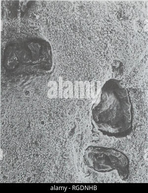 . Bulletin der natürlichen Histort Museum. Geologie Serie. . ^4^ f-: X'i^' f/. Bitte beachten Sie, dass diese Bilder sind von der gescannten Seite Bilder, die digital für die Lesbarkeit verbessert haben mögen - Färbung und Aussehen dieser Abbildungen können nicht perfekt dem Original ähneln. extrahiert. Natural History Museum (London). Andover: Abfangen Stockfoto
