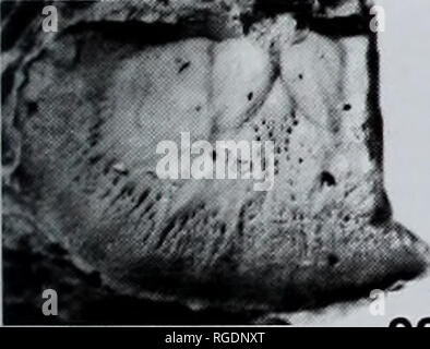 . Bulletin der natürlichen Histort Museum. Geologie Serie. 21. 22. Bitte beachten Sie, dass diese Bilder sind von der gescannten Seite Bilder, die digital für die Lesbarkeit verbessert haben mögen - Färbung und Aussehen dieser Abbildungen können nicht perfekt dem Original ähneln. extrahiert. Natural History Museum (London). Andover: Abfangen Stockfoto