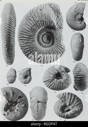 . Bulletin der natürlichen Histort Museum. Geologie Serie. M.K. HOWARTH. Bitte beachten Sie, dass diese Bilder sind von der gescannten Seite Bilder, die digital für die Lesbarkeit verbessert haben mögen - Färbung und Aussehen dieser Abbildungen können nicht perfekt dem Original ähneln. extrahiert. Natural History Museum (London). Andover: Abfangen Stockfoto