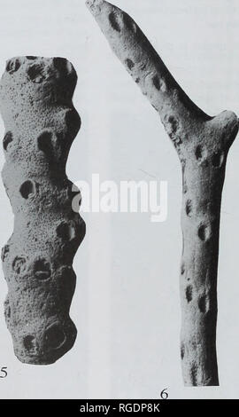 . Bulletin der natürlichen Histort Museum. Geologie Serie. . Bitte beachten Sie, dass diese Bilder sind von der gescannten Seite Bilder, die digital für die Lesbarkeit verbessert haben mögen - Färbung und Aussehen dieser Abbildungen können nicht perfekt dem Original ähneln. extrahiert. Natural History Museum (London). Andover: Abfangen Stockfoto