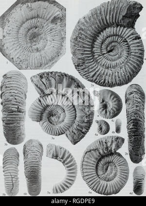. Bulletin der natürlichen Histort Museum. Geologie Serie. 40 M.K. HOWARTH. Bitte beachten Sie, dass diese Bilder sind von der gescannten Seite Bilder, die digital für die Lesbarkeit verbessert haben mögen - Färbung und Aussehen dieser Abbildungen können nicht perfekt dem Original ähneln. extrahiert. Natural History Museum (London). Andover: Abfangen Stockfoto