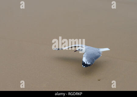 Eine graue Möwe gleitet über den Sand am Strand in Durban, Südafrika. Stockfoto