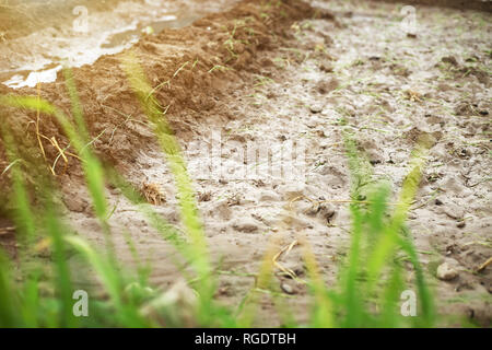 Portrait von Coming out Senfkorn im Boden. Stockfoto