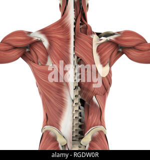 Rückenmuskulatur Anatomie Stockfoto